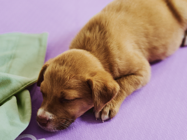 Sàbado 7 de Febrero • Palermo • Guatemala 5011