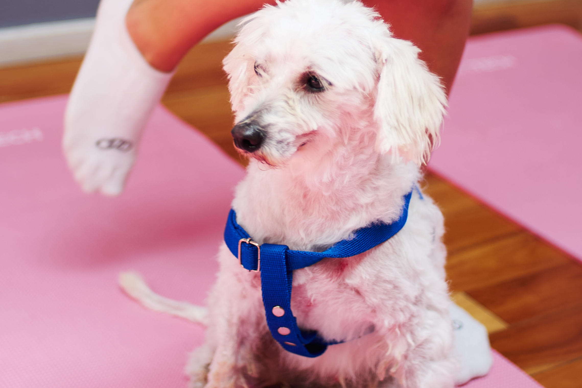 Sàbado 7 de Marzo • Palermo • Guatemala 5011